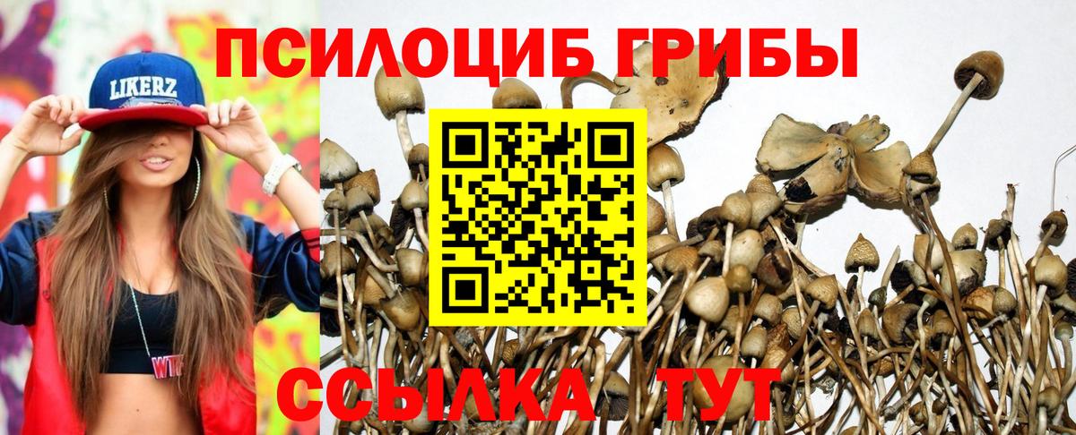 Псилоцибиновые грибы Psilocybe  Псилоцибиновые грибы мухоморы  Балашиха 